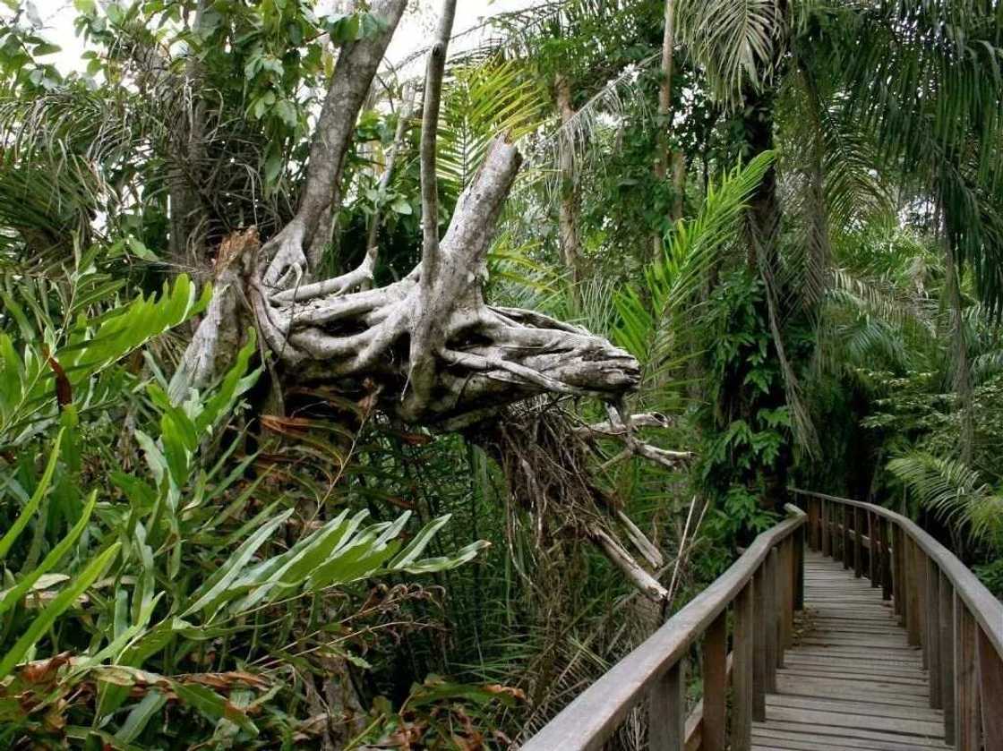 Lekki Conservation Centre Lekki Conservation Centre