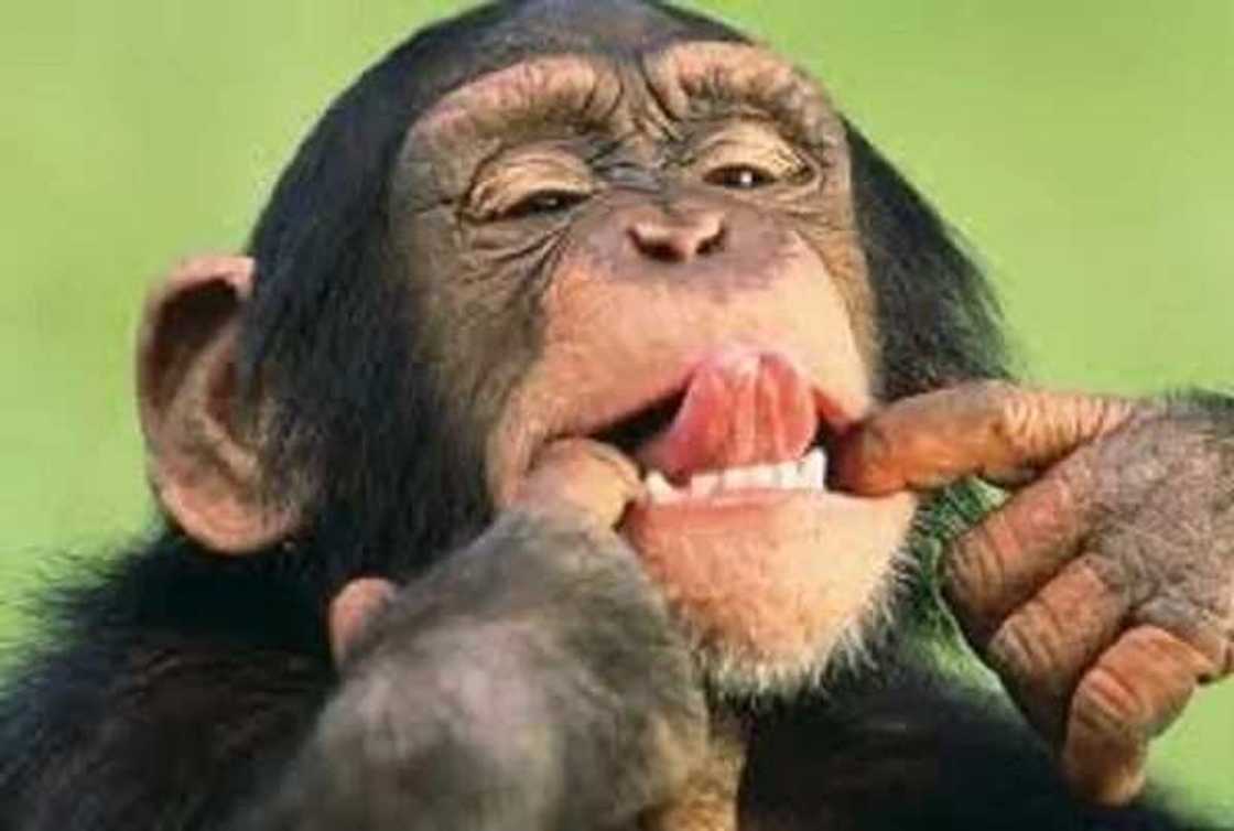 Kimiyya: Shin ina ne asalin danAdam, kuma meye alakarsa da sauran halittun duniya? Kimiyya: Shin ina ne asalin danAdam, kuma meye alakarsa da sauran halittun duniya?