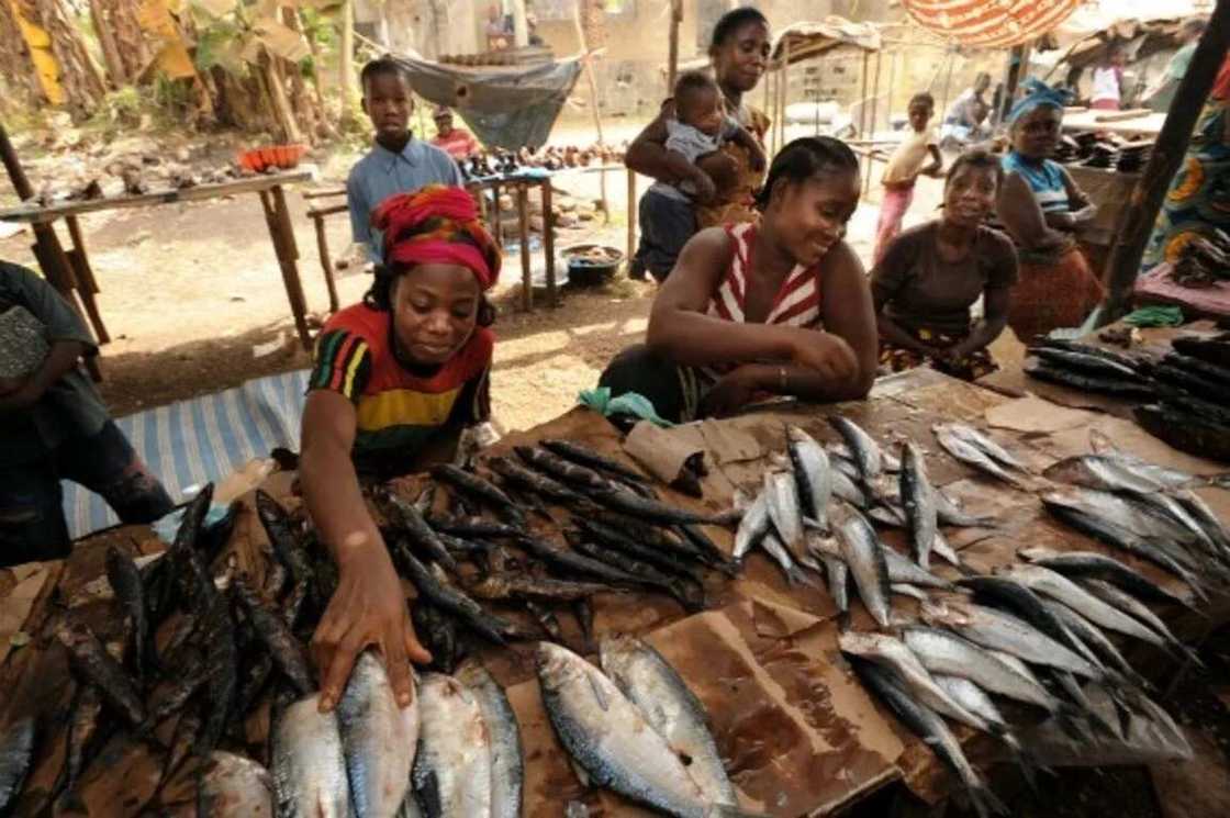 Prospect of livestock farming in Nigeria: fish farming Prospect of livestock farming in Nigeria: fish farming