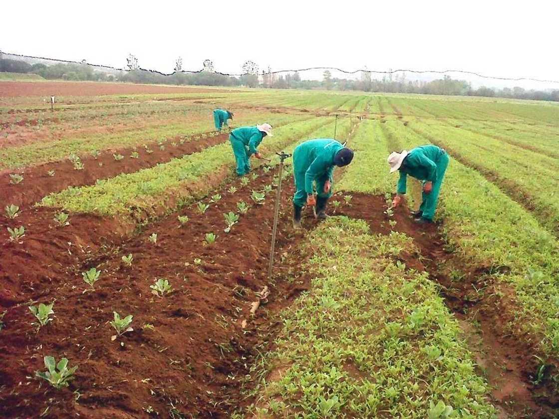 Commercial Farming