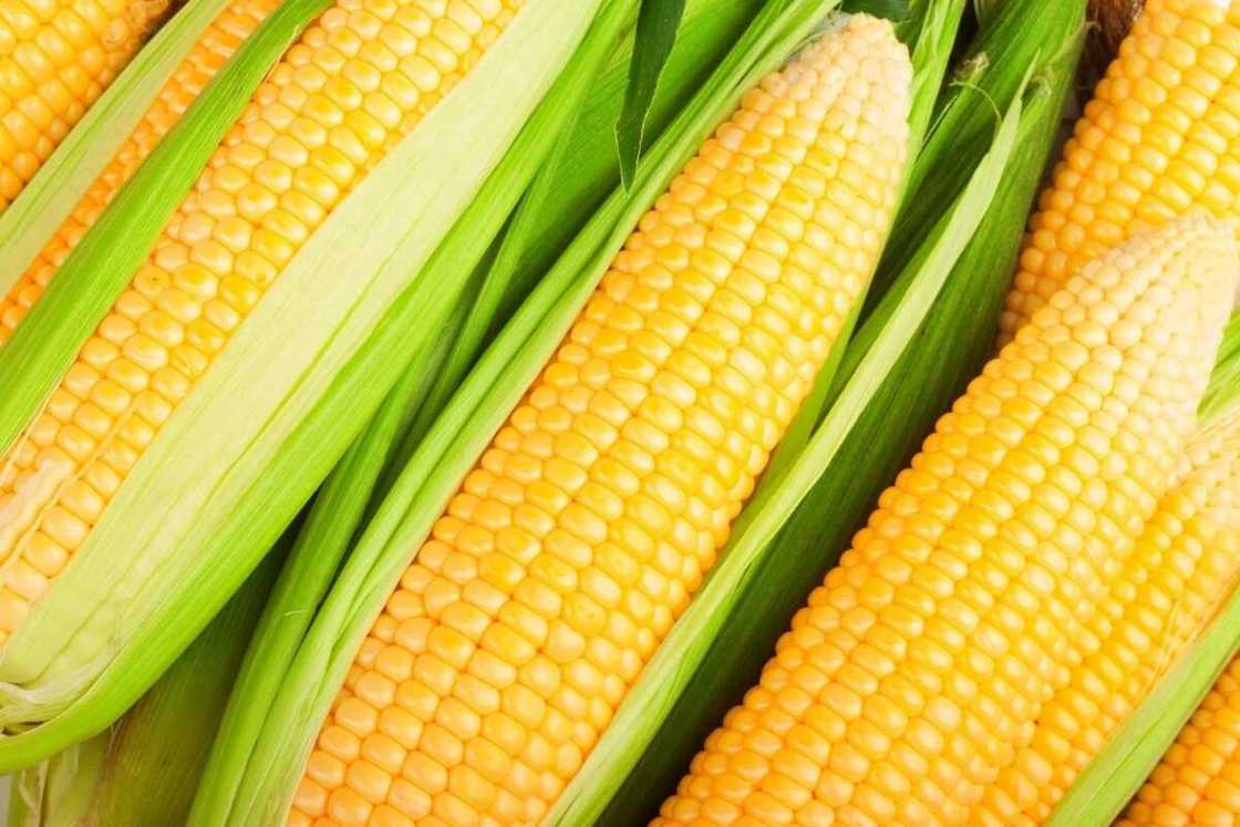 Maize crop Maize crop