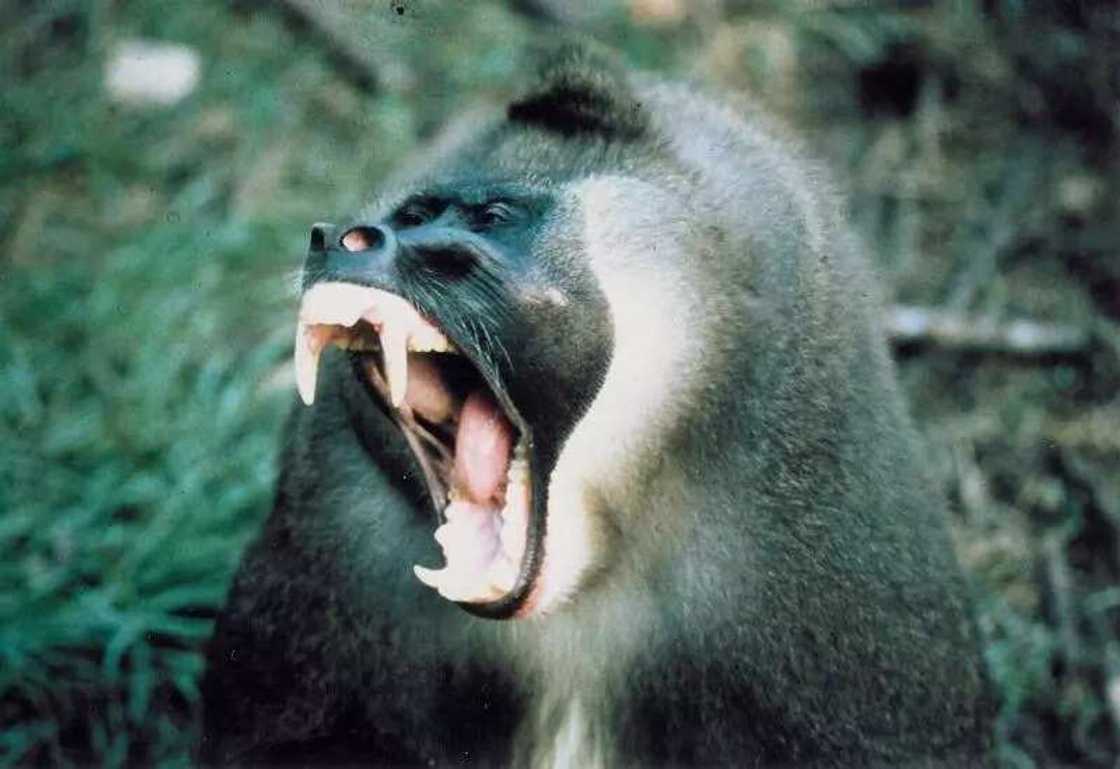 4. Okumu Forest Reserve 4. Okumu Forest Reserve