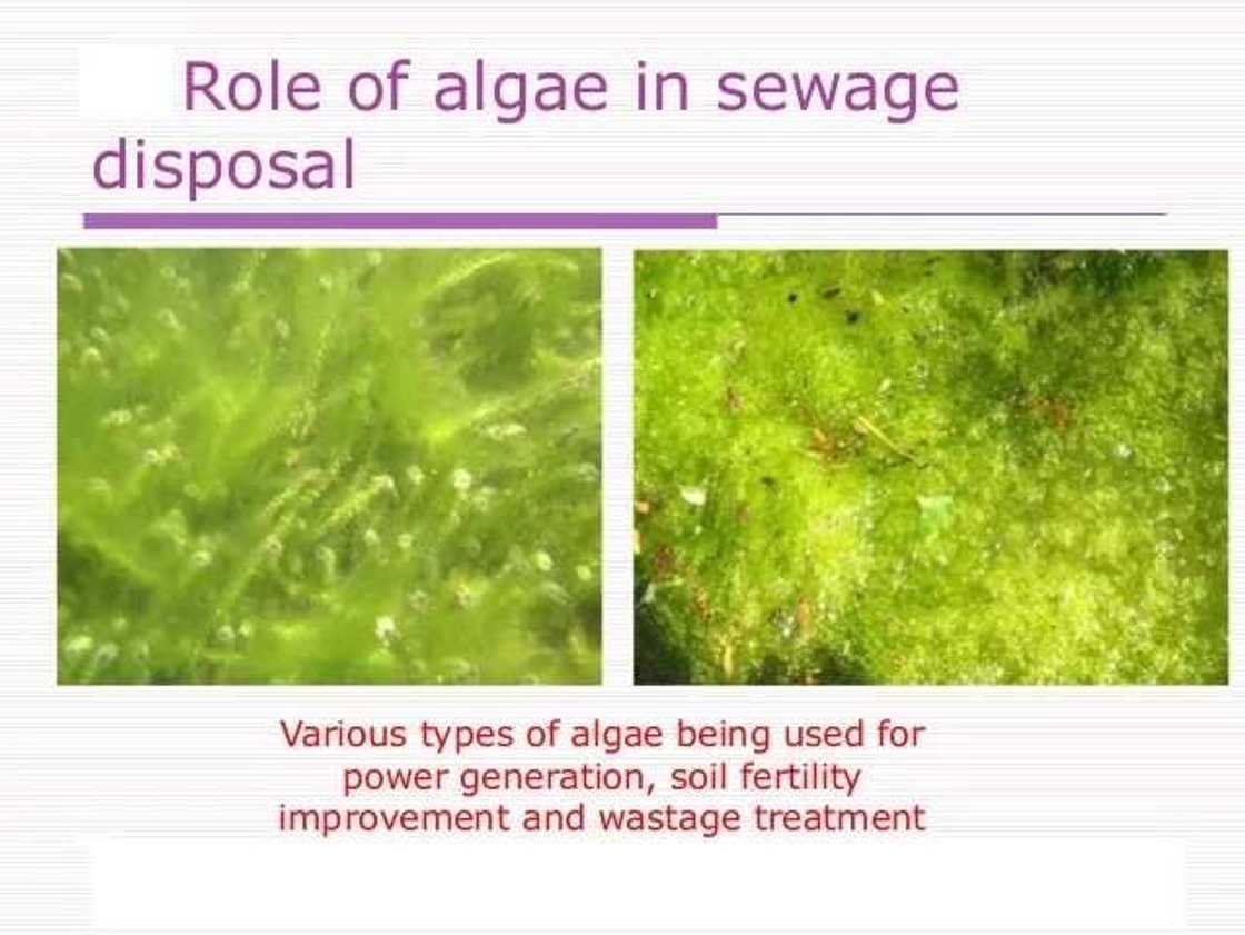 Sewage disposal