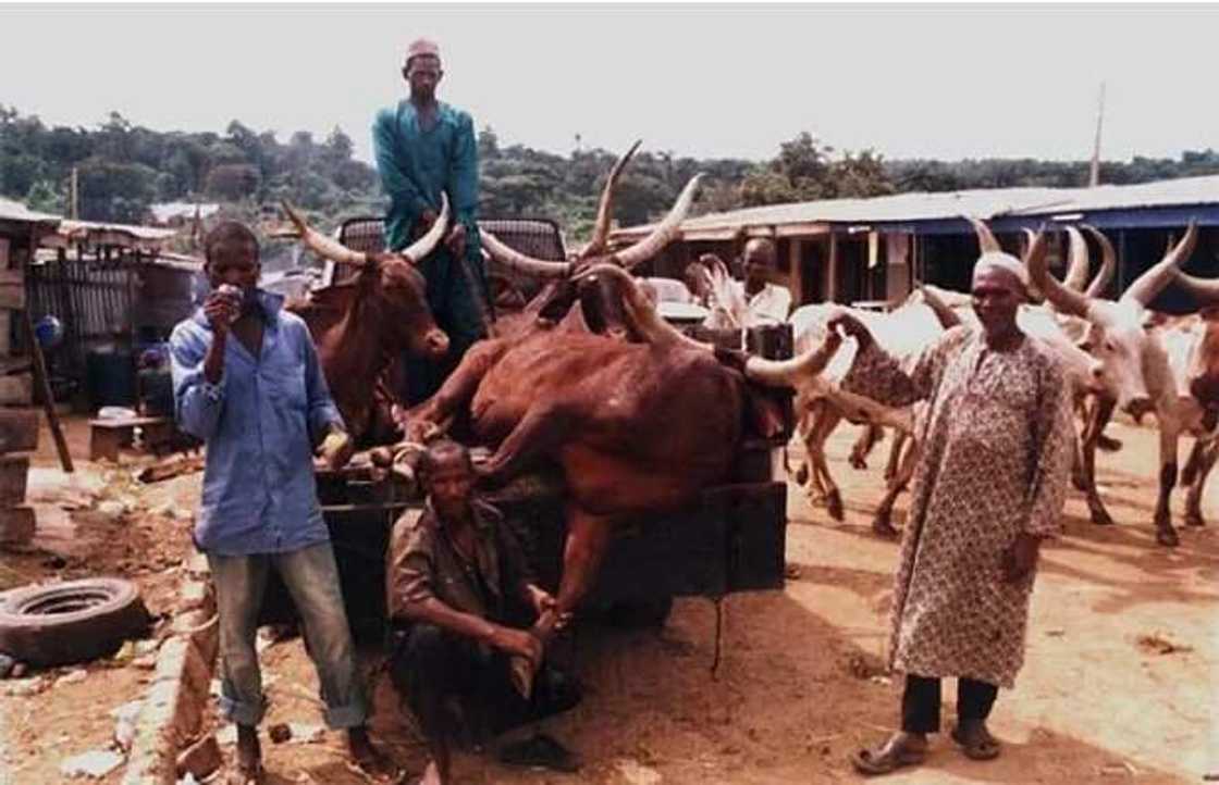 Transportation of livestock Transportation of livestock