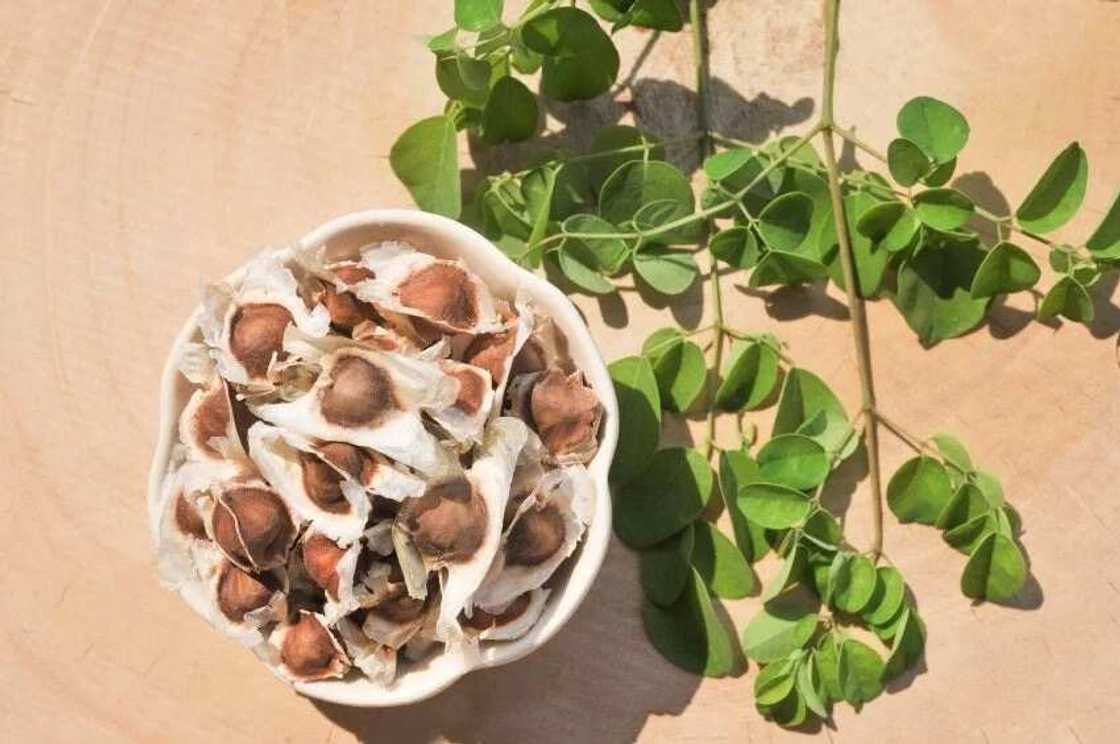 Moringa seed benefits and side effects Moringa seed benefits and side effects