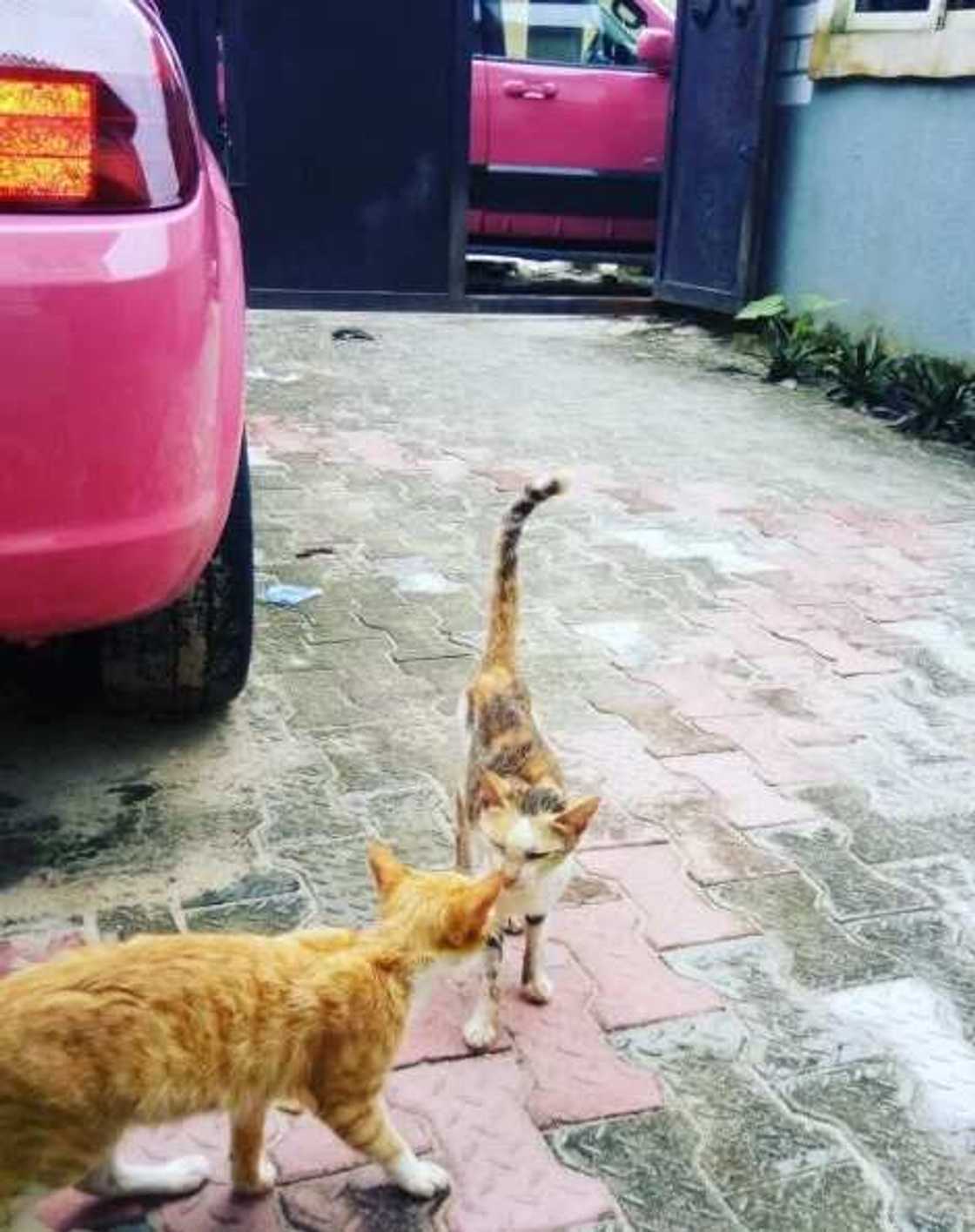 Cossy Orjiakor name cats Buhari and Goodluck Cossy Orjiakor name cats Buhari and Goodluck