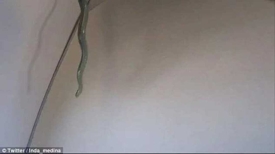 Maciji a cikin jirgin sama a Mexico Maciji a cikin jirgin sama a Mexico