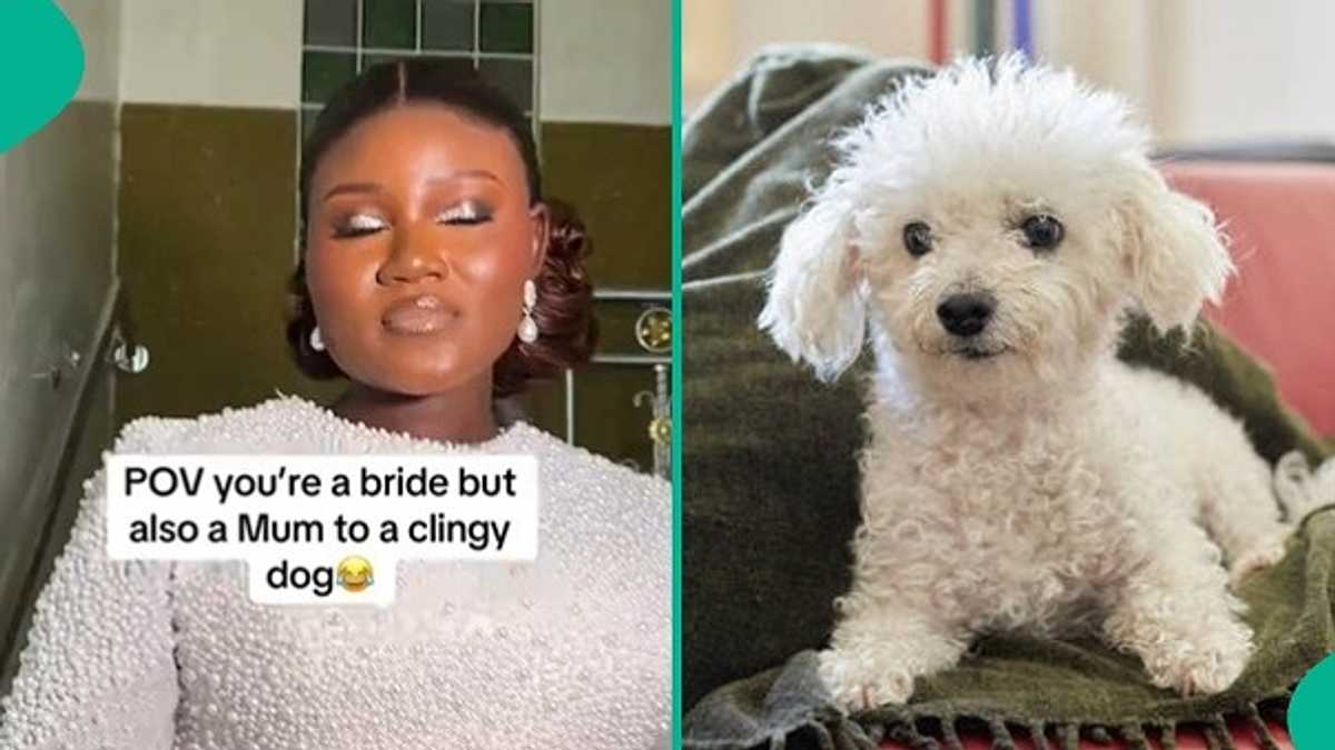 Watch video as clingy dog refuses to leave owner's side on her wedding day