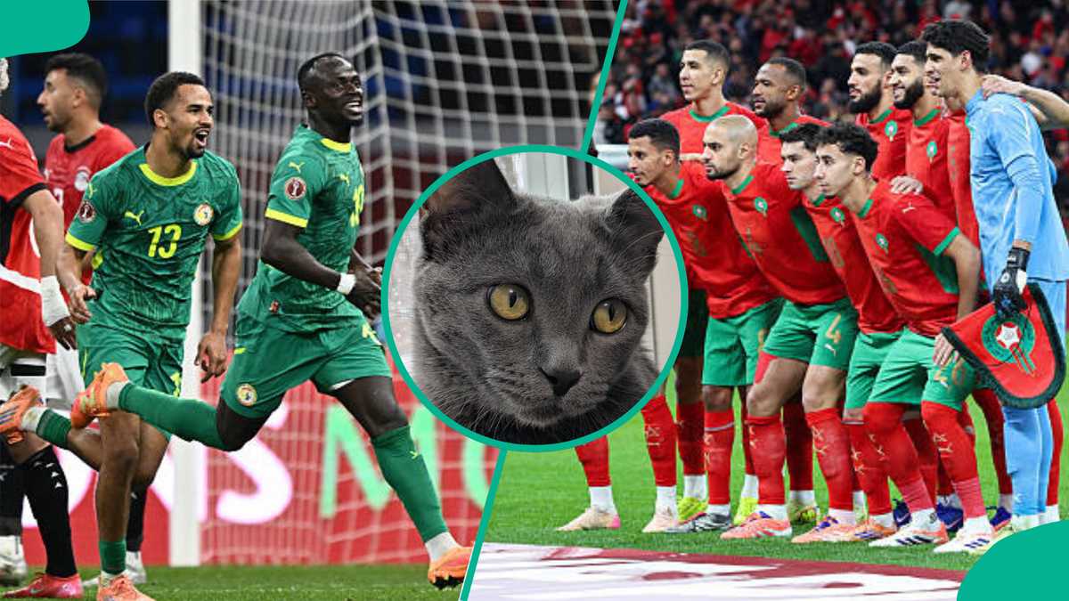 AFCON 2025: Mysterious cat predicts outcome of Morocco vs Senegal final, video