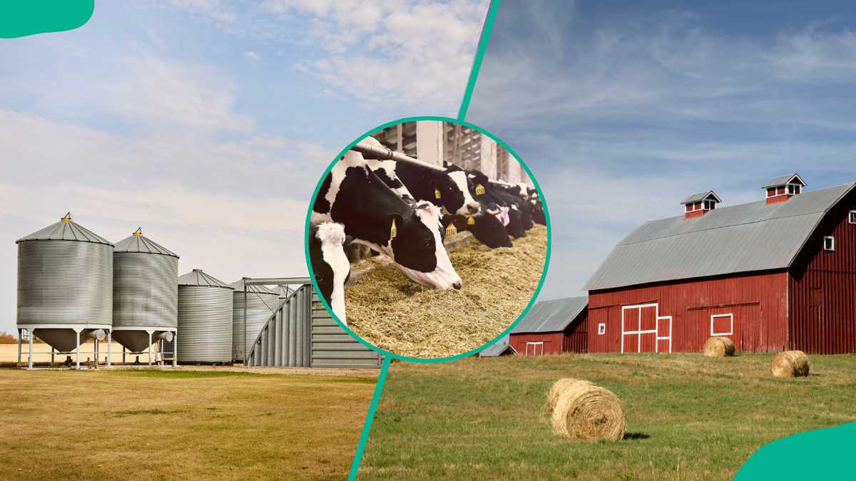 Local Farm Structures Farm structures: Types, uses, and definitions of agricultural buildings ...