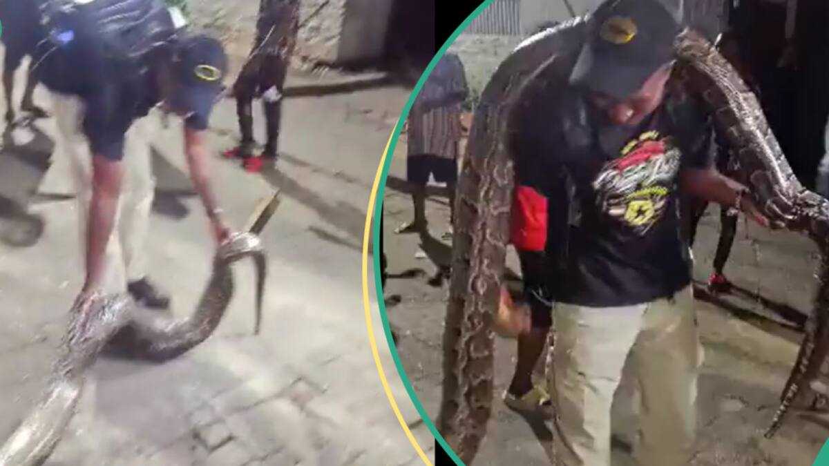 “It Was Ready to Attack”: Panic as Python Is Killed in Lagos Estate ...