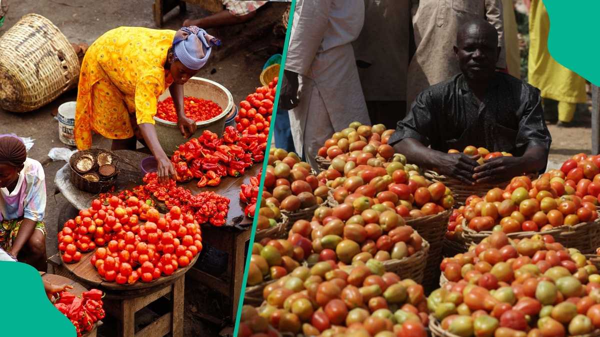 Farmers give update on tomato prices ahead of Ramadan
