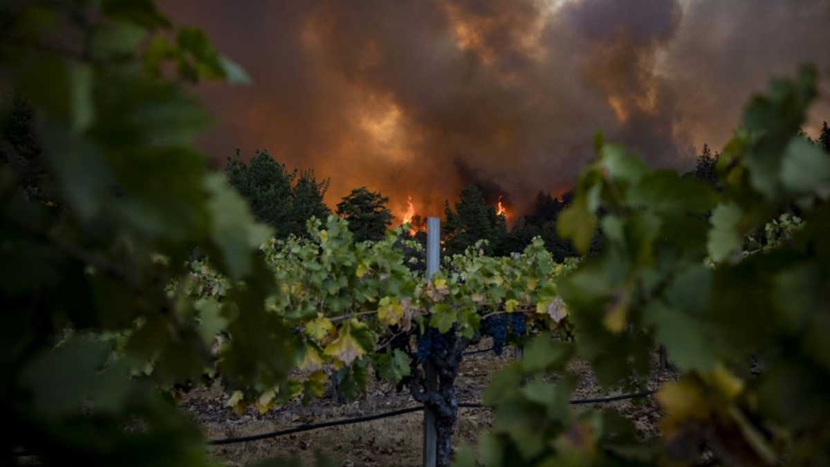 Global wine output to hit lowest level since 1961