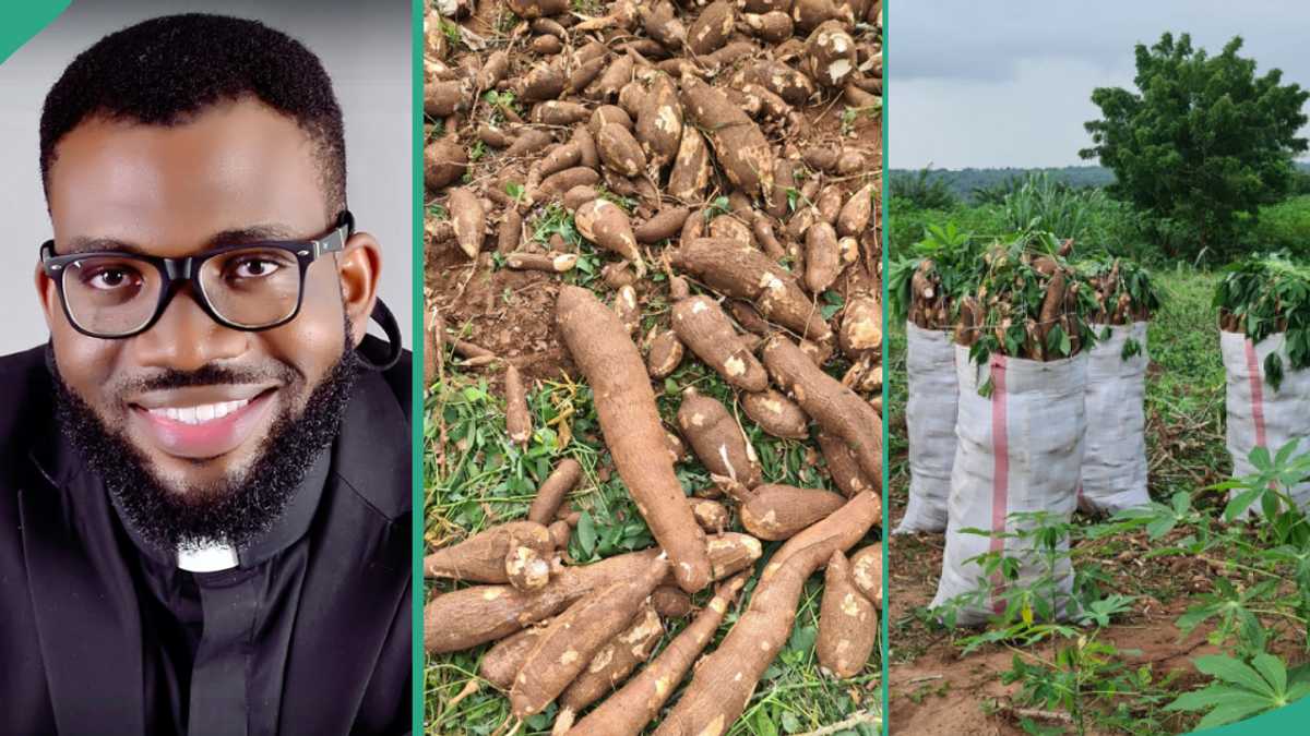 Photos: See the cassava this Catholic priest harvested from his farm
