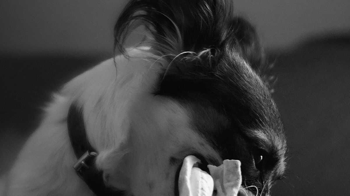 4 years after my husband went missing, a dog brought me the coat he was wearing when he disappeared