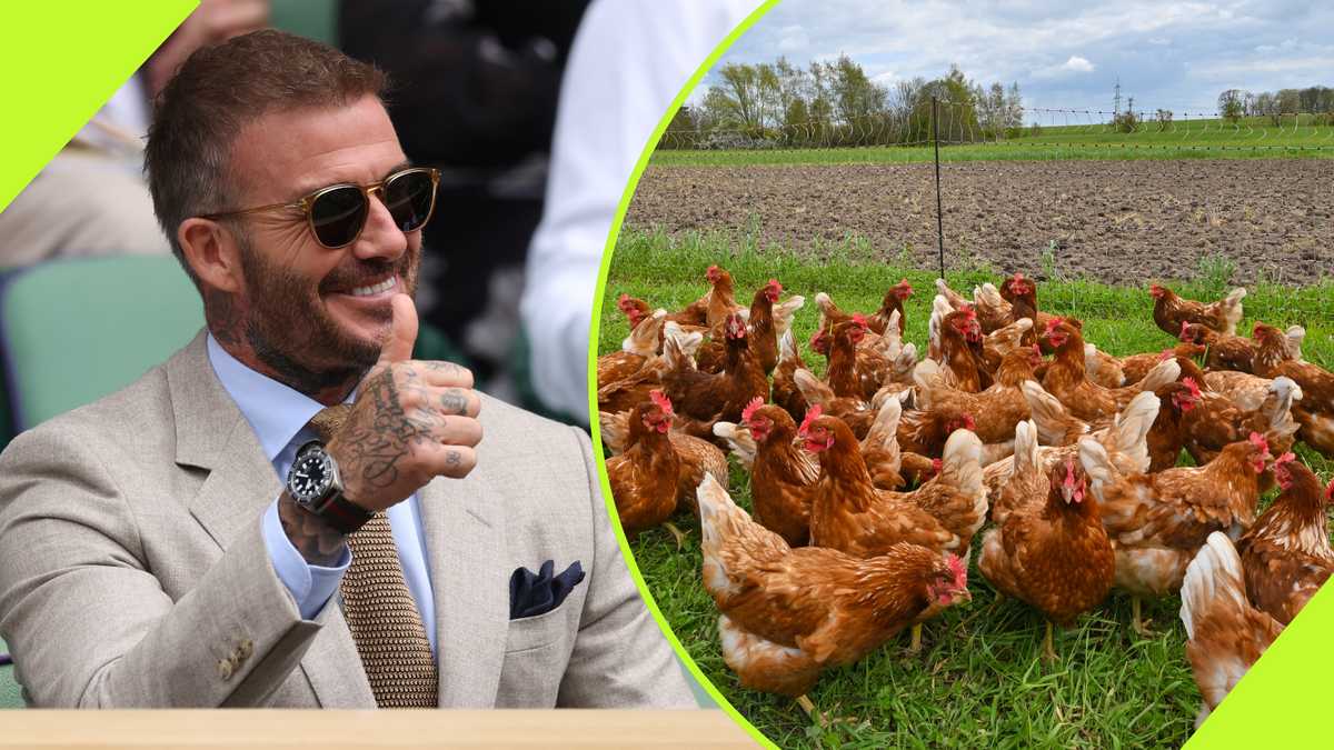 David Beckham: Ex-Manchester United and Real Madrid star shows off his poultry in viral video
