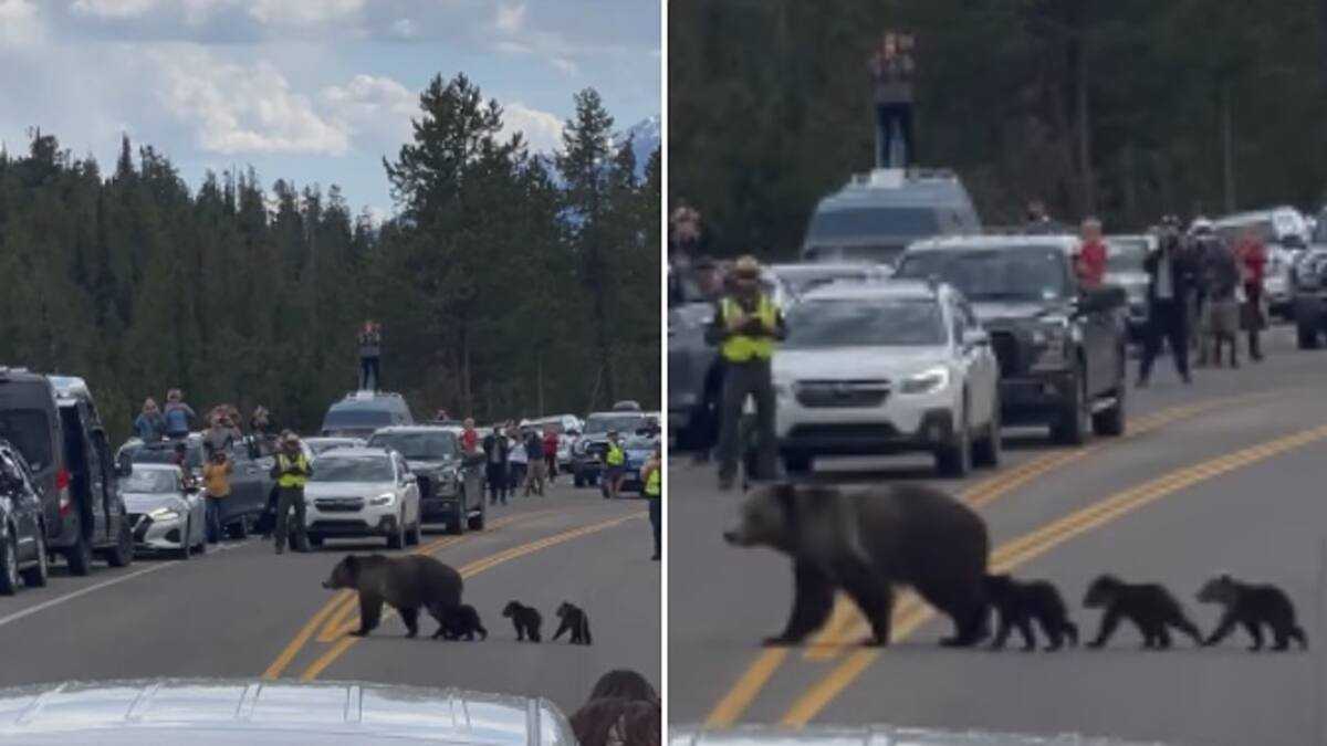 Traffic Wardens Stop Cars from Moving, Allows Mother Bear to Cross the ...