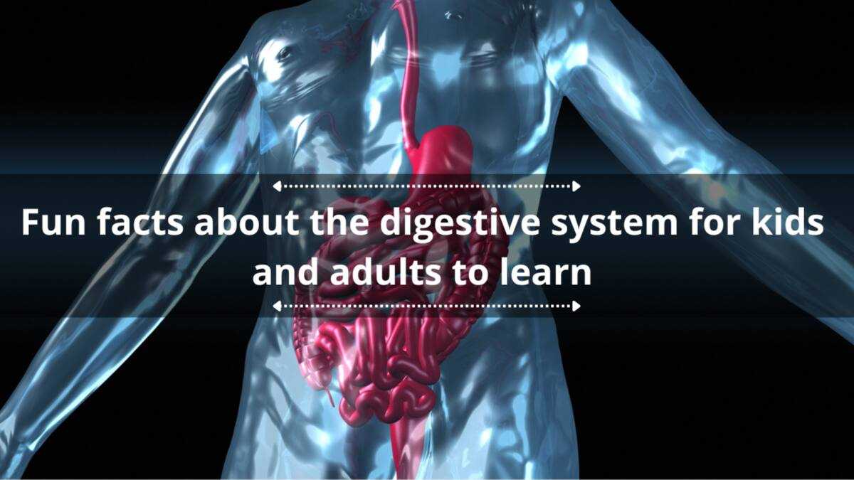 25 fun facts about the digestive system for kids and adults to learn
