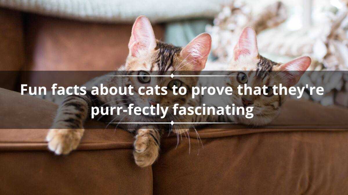 40 fun facts about cats to prove that they're purr-fectly fascinating