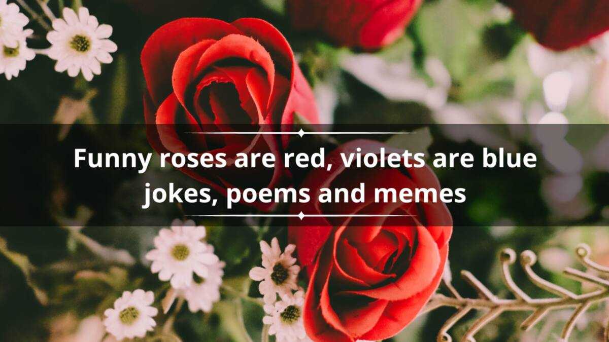 50+ funny roses are red, violets are blue jokes, poems and memes - Legit.ng