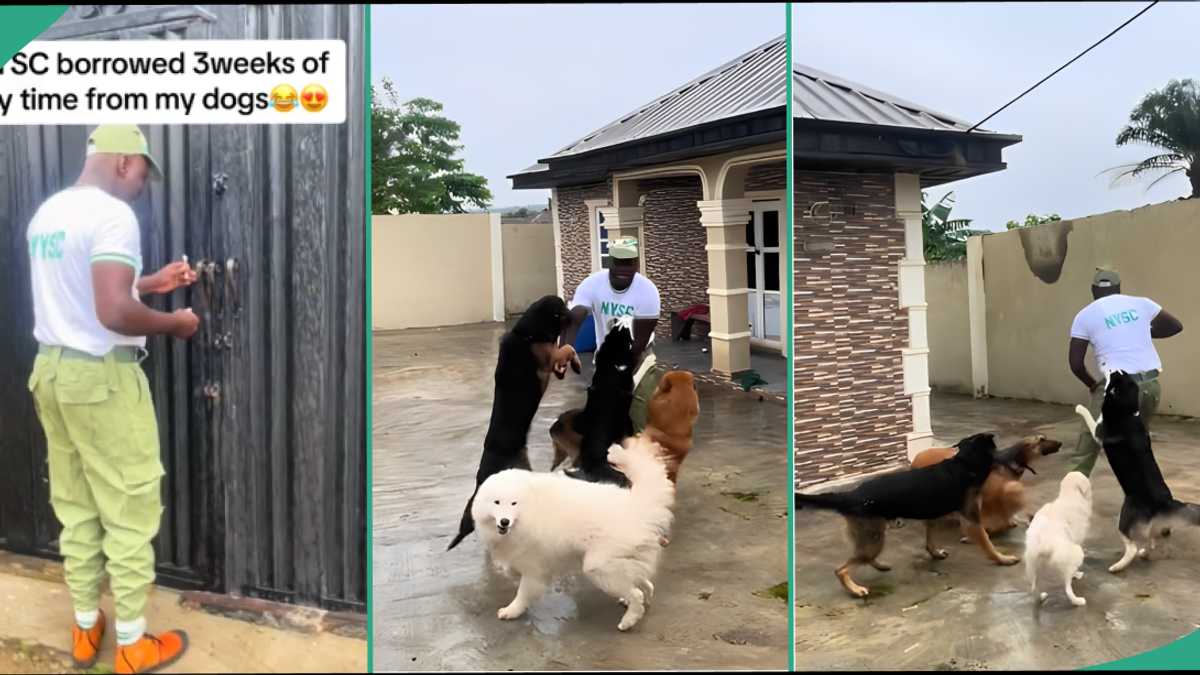 Reactions as dogs jump on male corper to welcome him after 3 weeks in NYSC camp, video emerges