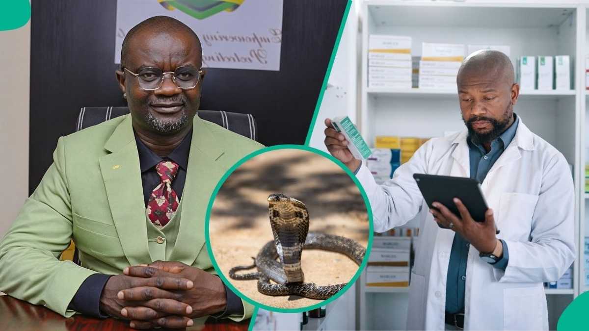 Revealed: How much snake bite treatment costs in Nigeria