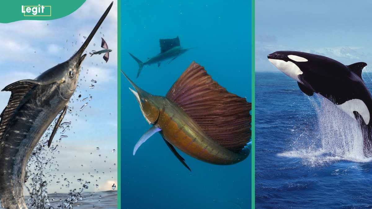 What is the fastest animal in water? Top 10 quickest and their speeds ...