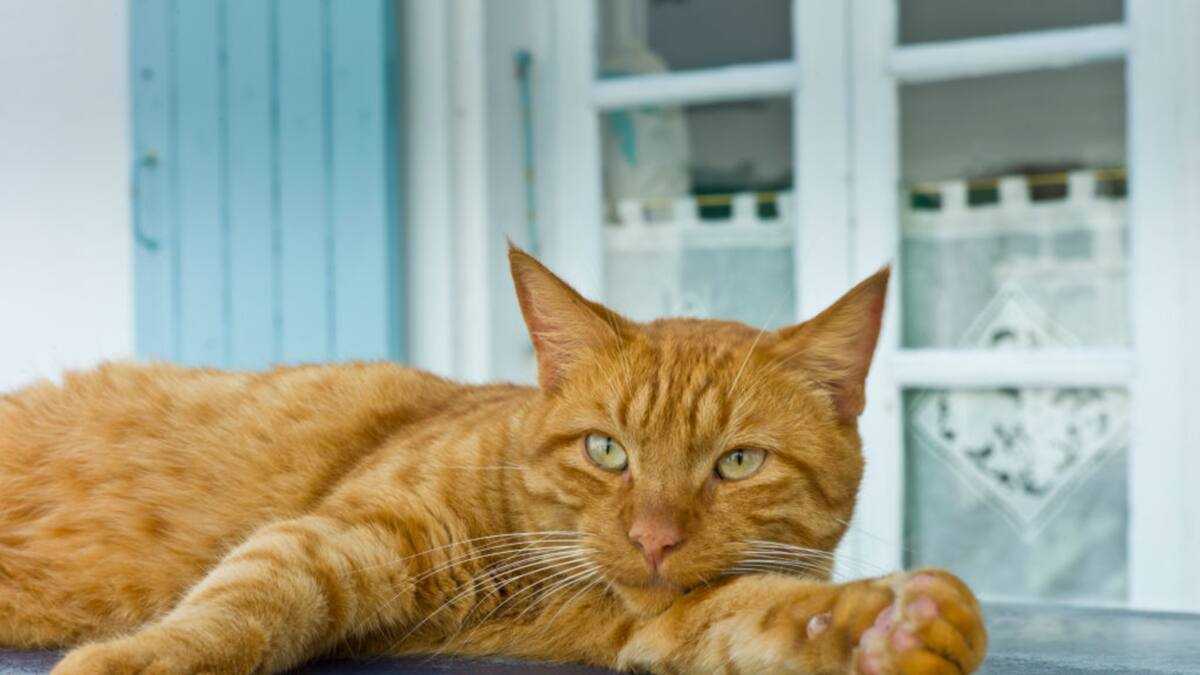 Les chats roux, tout ce que vous devez savoir sur ces phénomènes - Legit.ng
