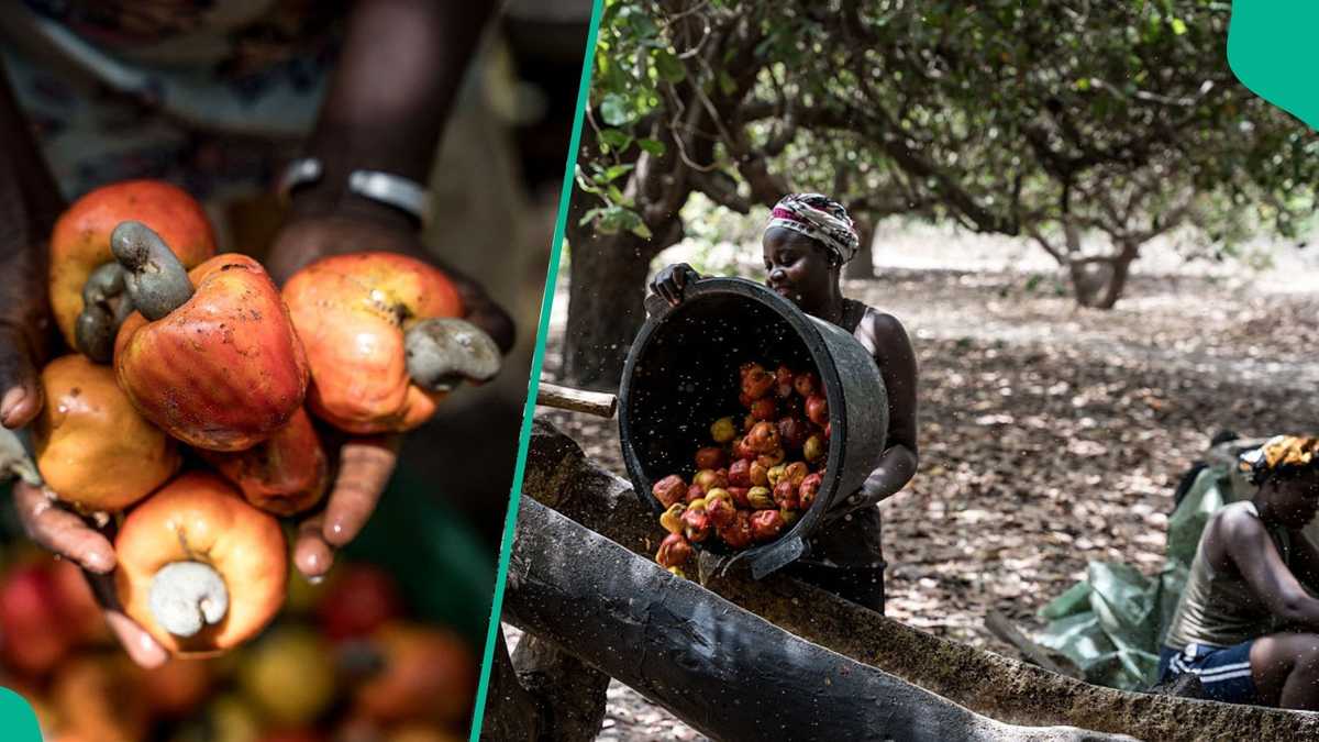 NCAN mentions amount Nigeria can earns yearly from cashew industry