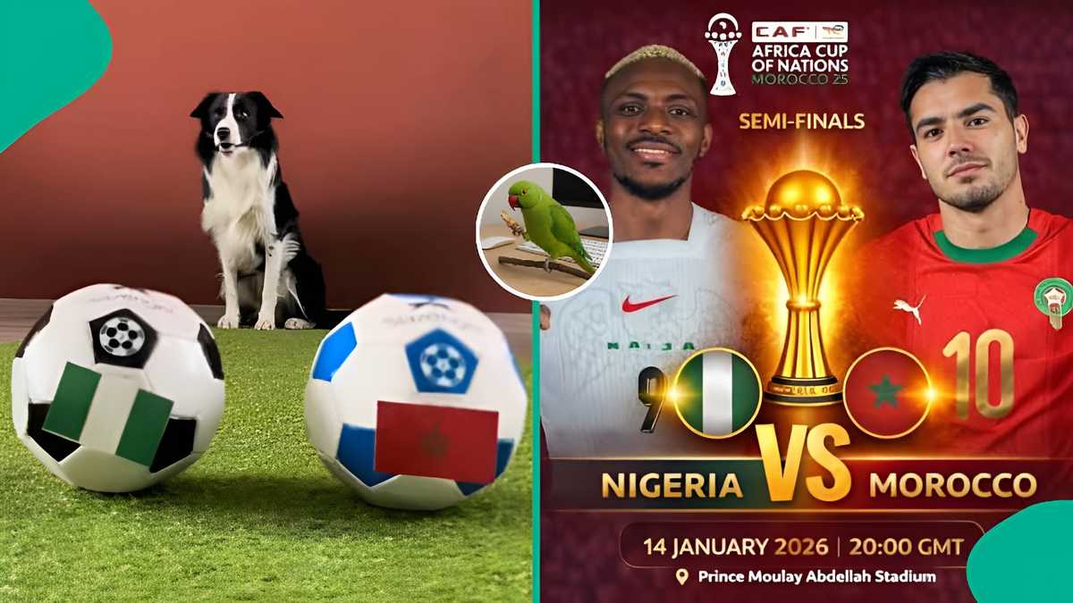 AFCON 2025: Three animals predict semi-final winner between Morocco vs Nigeria, videos trend
