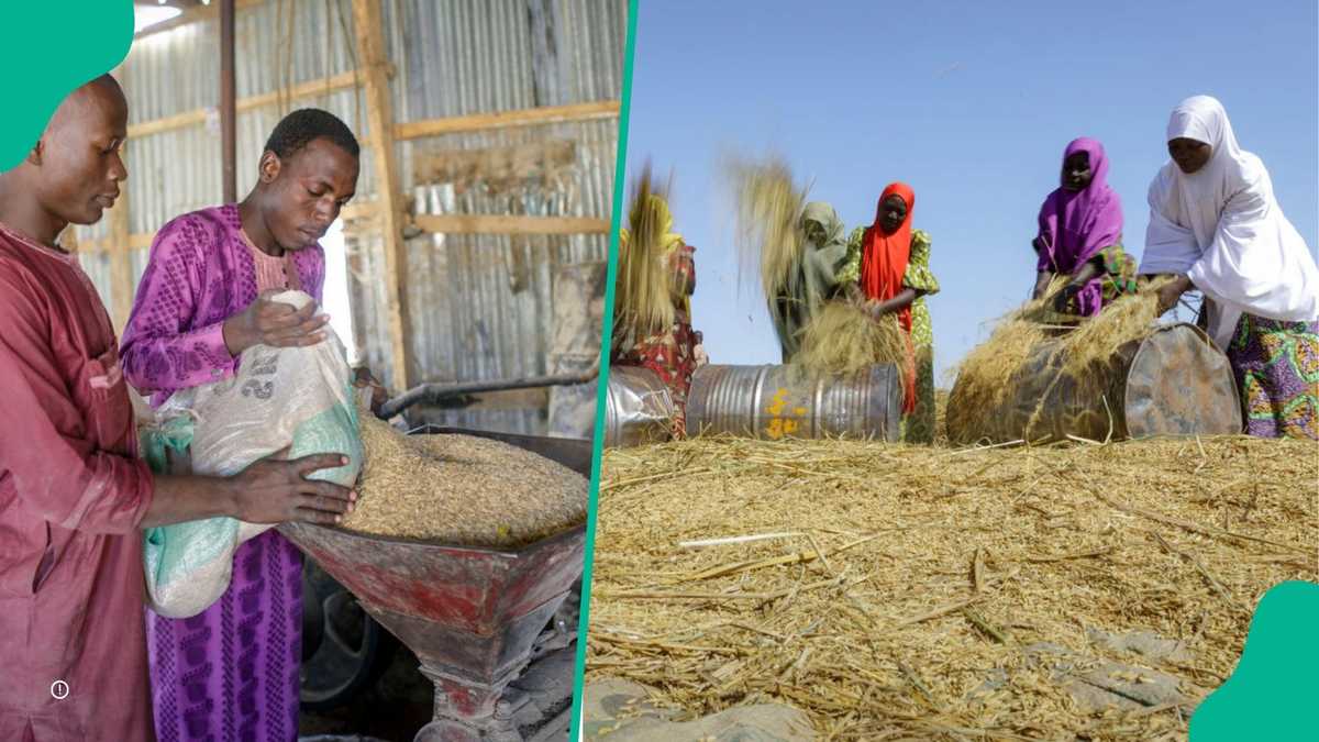Manyeding Rice Project NADF Signs N5 Billion Deal With State Govt for Large-scale Rice and ...