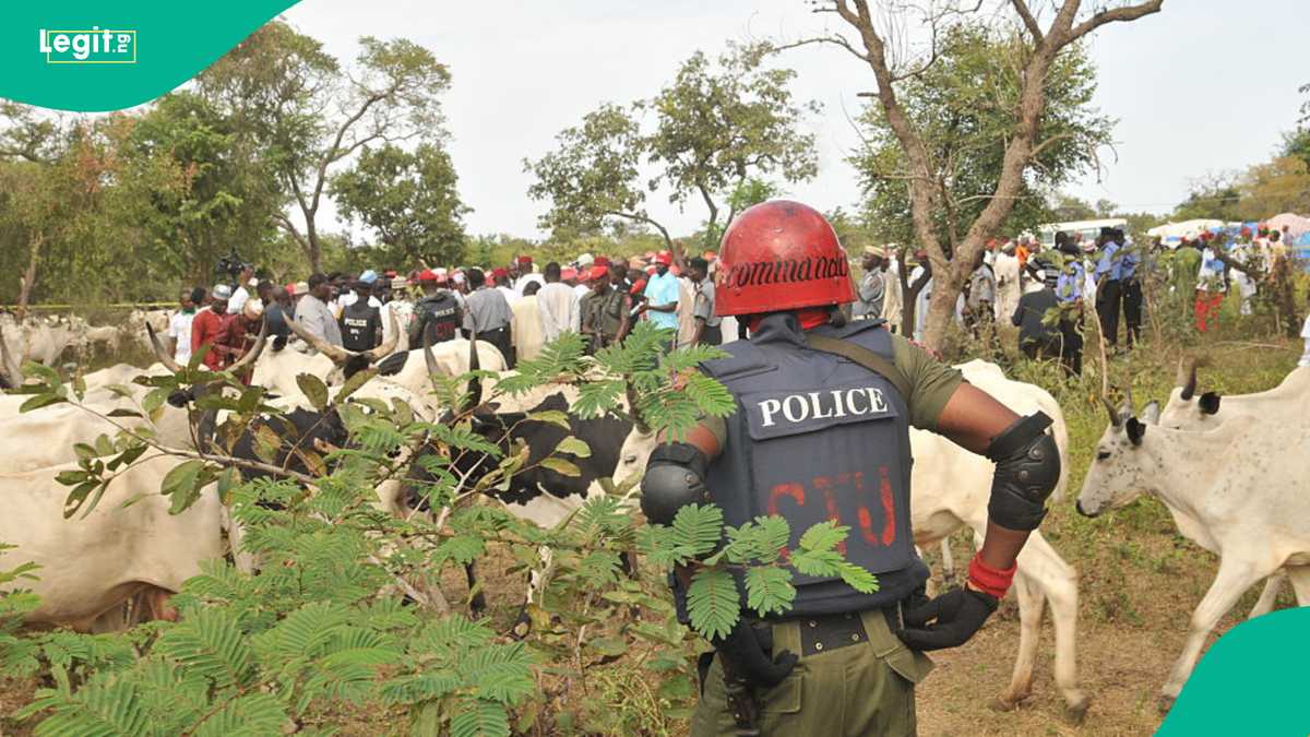 Tears as 3 people are killed in Plateau state with 50 cattle lost