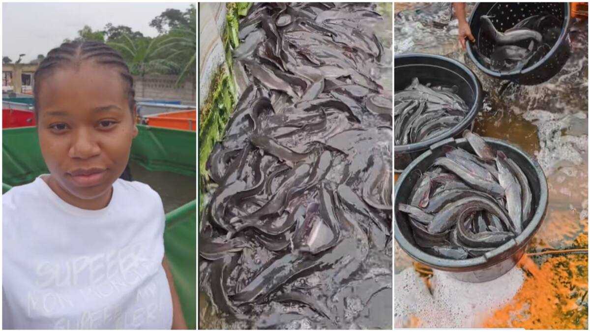 Nigerian Lady Rears Fish for Over 4 Months, Shows Off Bountiful Harvest ...