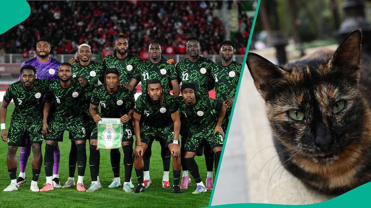 AFCON 2025: Mysterious cat predicts outcome of Nigeria vs Mozambique