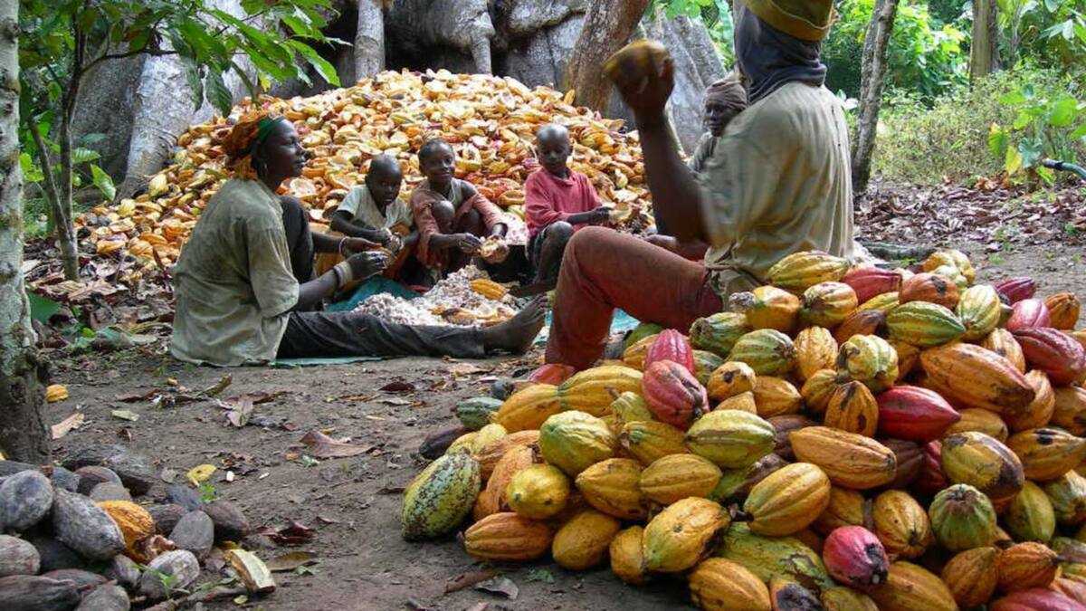 2 000 Farmers To Benefit From Cocoa Production Partnership In Osun 2 000 Farmers To Benefit From Cocoa Production Partnership In Osun