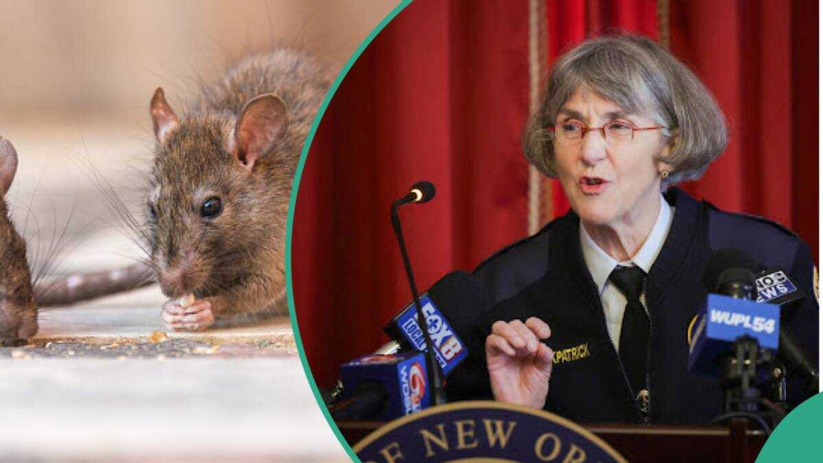 Rat Suspect Drama As Rats in US Police Headquarters Get ‘High’ From Eating Seized ...
