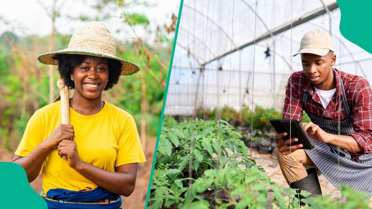 FG launches new digital platform to support farmers nationwide