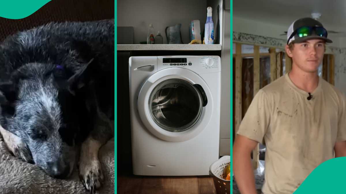 Photo: See the dog that survived the flooding in Central Texas