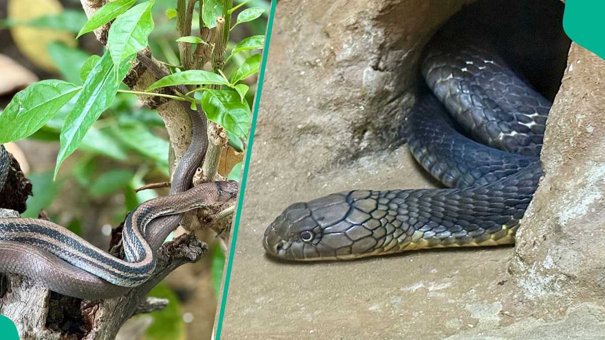Flashback: What Nigerian university did after final-year student died from snake bite