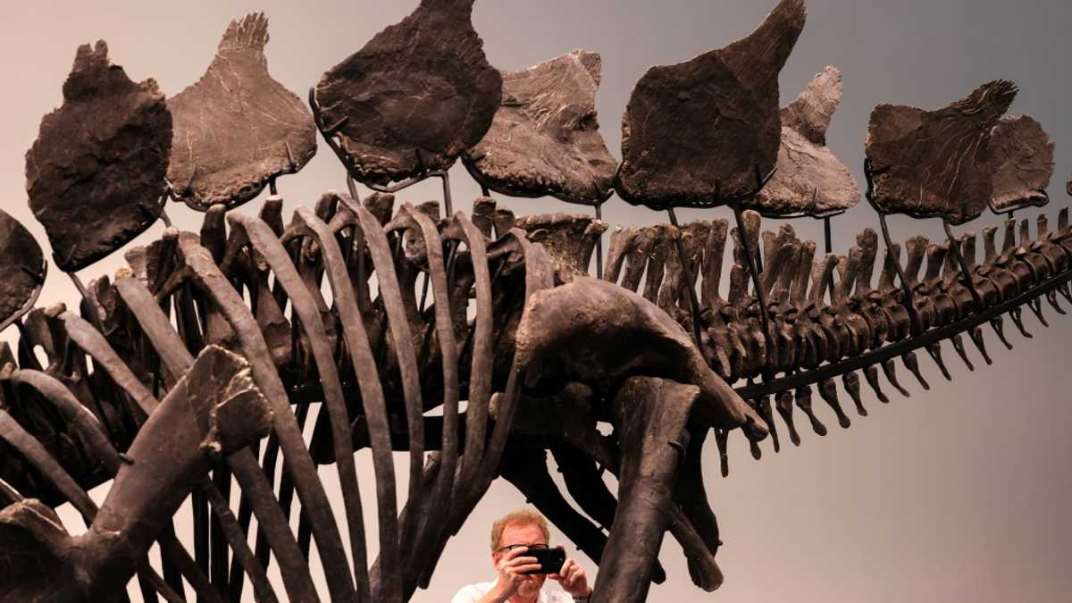 Dinosaur skeleton breaks auction record with $44.6 mn sale in New York
