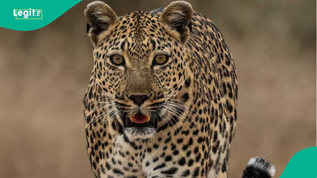 Watch moment leopard storms into alcohol store and pounces on shopkeeper in shocking attack