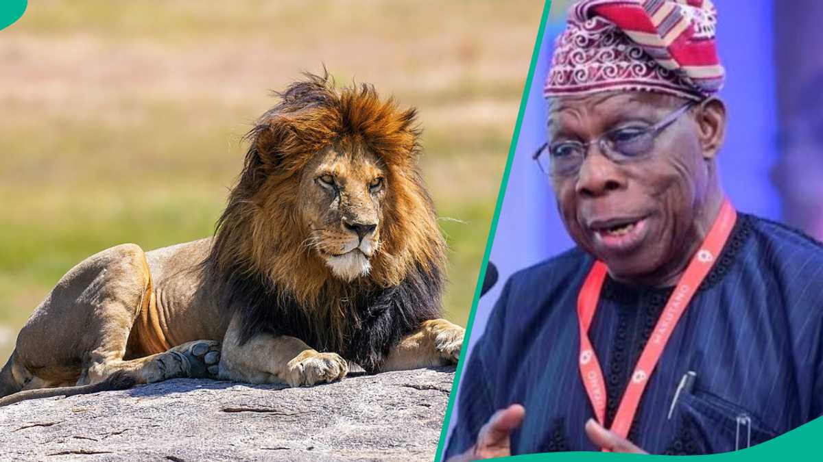 Zaki Raja Zaki Ya Hallaka Dan Bauchi a Gidan Zoo da Ke Dakin Karatu na Tsohon ...