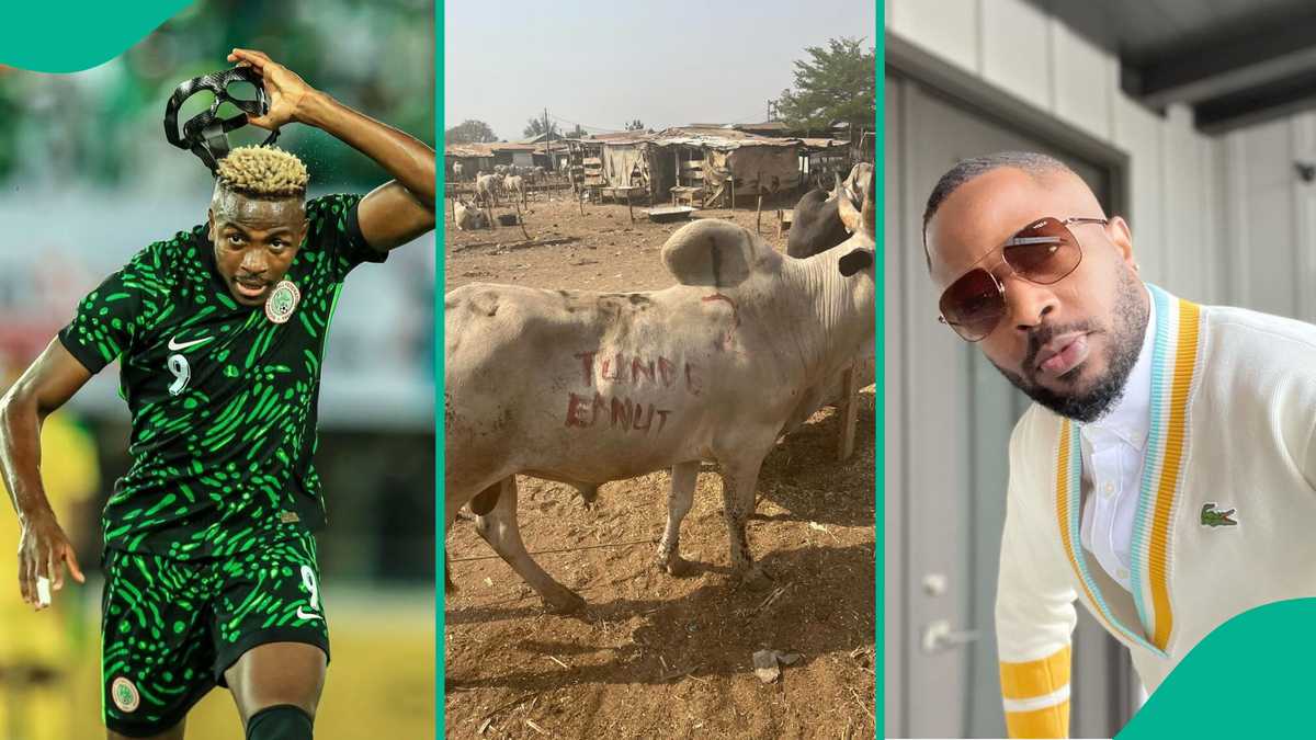 Victor Osimhen, Victor Boniface gifts Tunde Ednut 10 cows for his lavish birthday, peeps react (video)