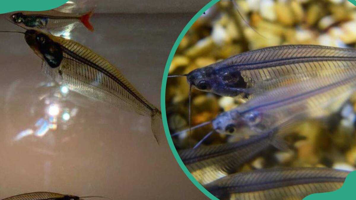 X ray Fish Facts Interesting Things You Should Know About Them Legit ng X ray Fish Facts Interesting Things You Should Know About Them Legit ng
