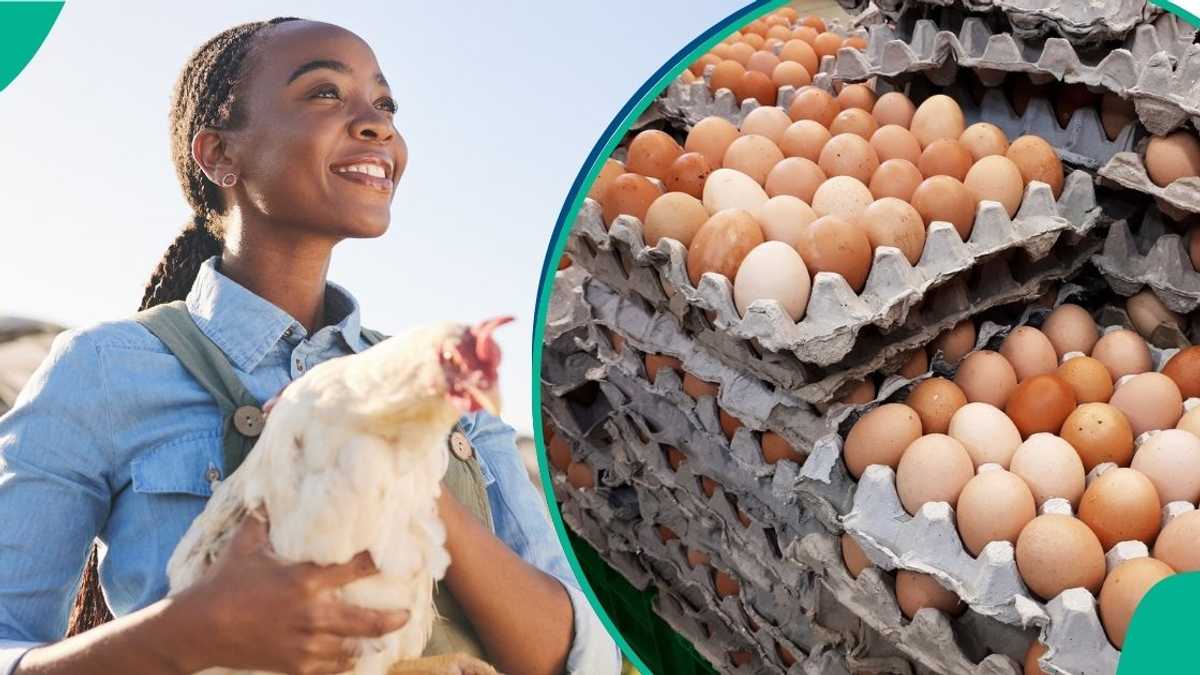 How egg prices are finally easing across Nigeria, but some states record high rates