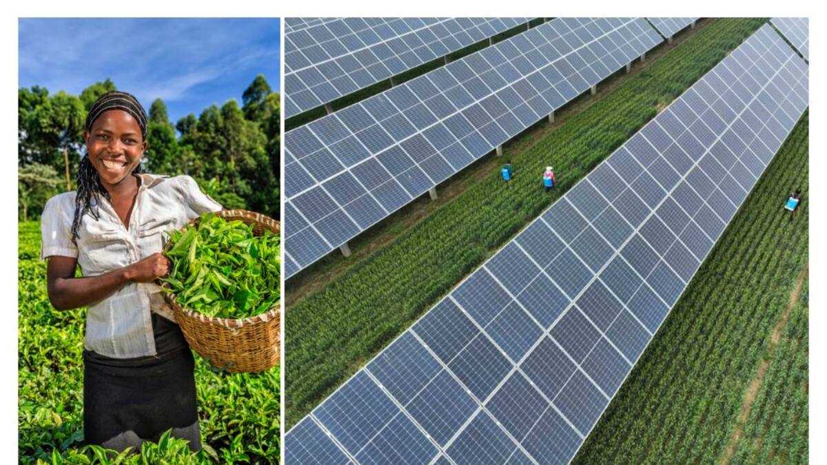 Coldhubs Company Launches 100-Toone Solar-Powered ColdHubs For Farmers in Zaria ...