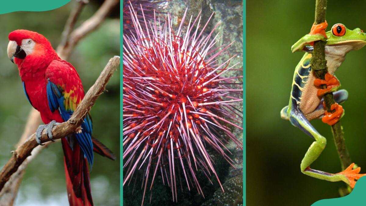 Red Objects Animals 30 fascinating red animals that you need to know about - Legit.ng