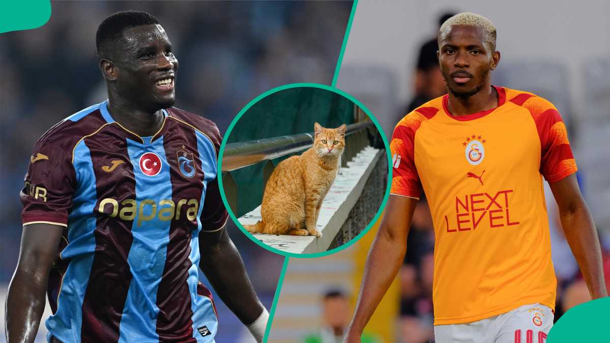 Turkish Super Lig: Mysterious cat predicts Trabzonspor vs Galatasaray