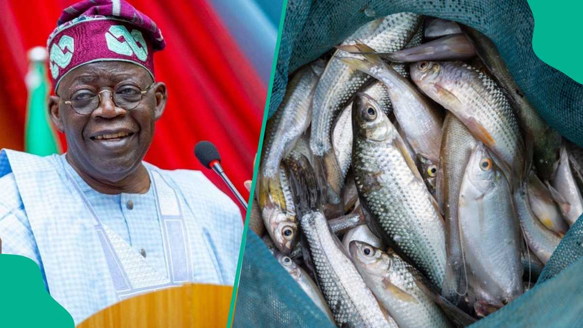 Nigerians Fear Fish Import Ban as FG Targets $800m Reduction With New Investments