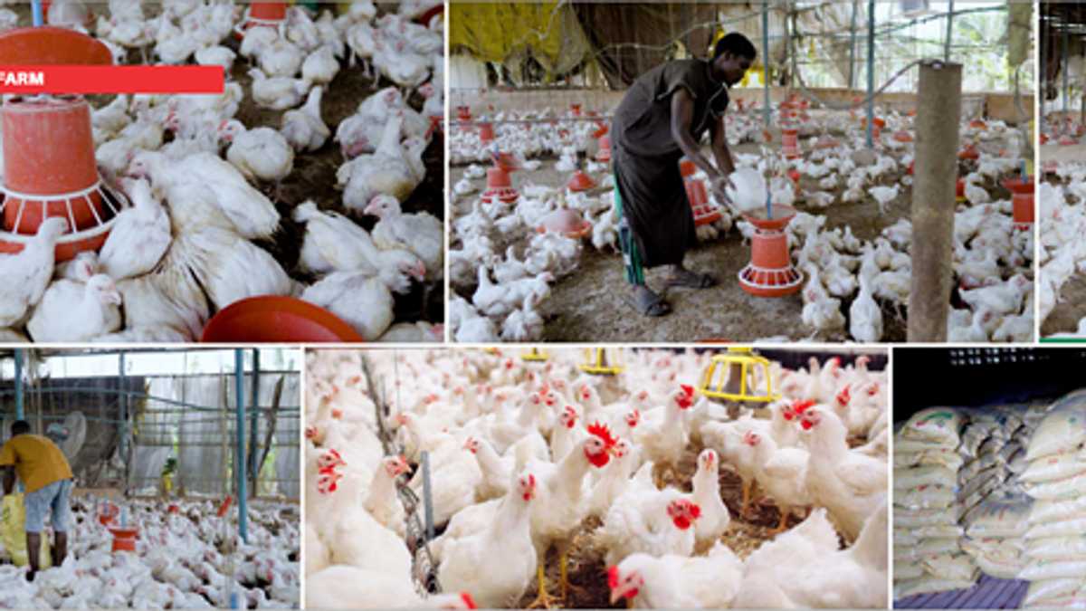 How agriculture became Dapo Abiodun’s tool for economic success in Ogun state